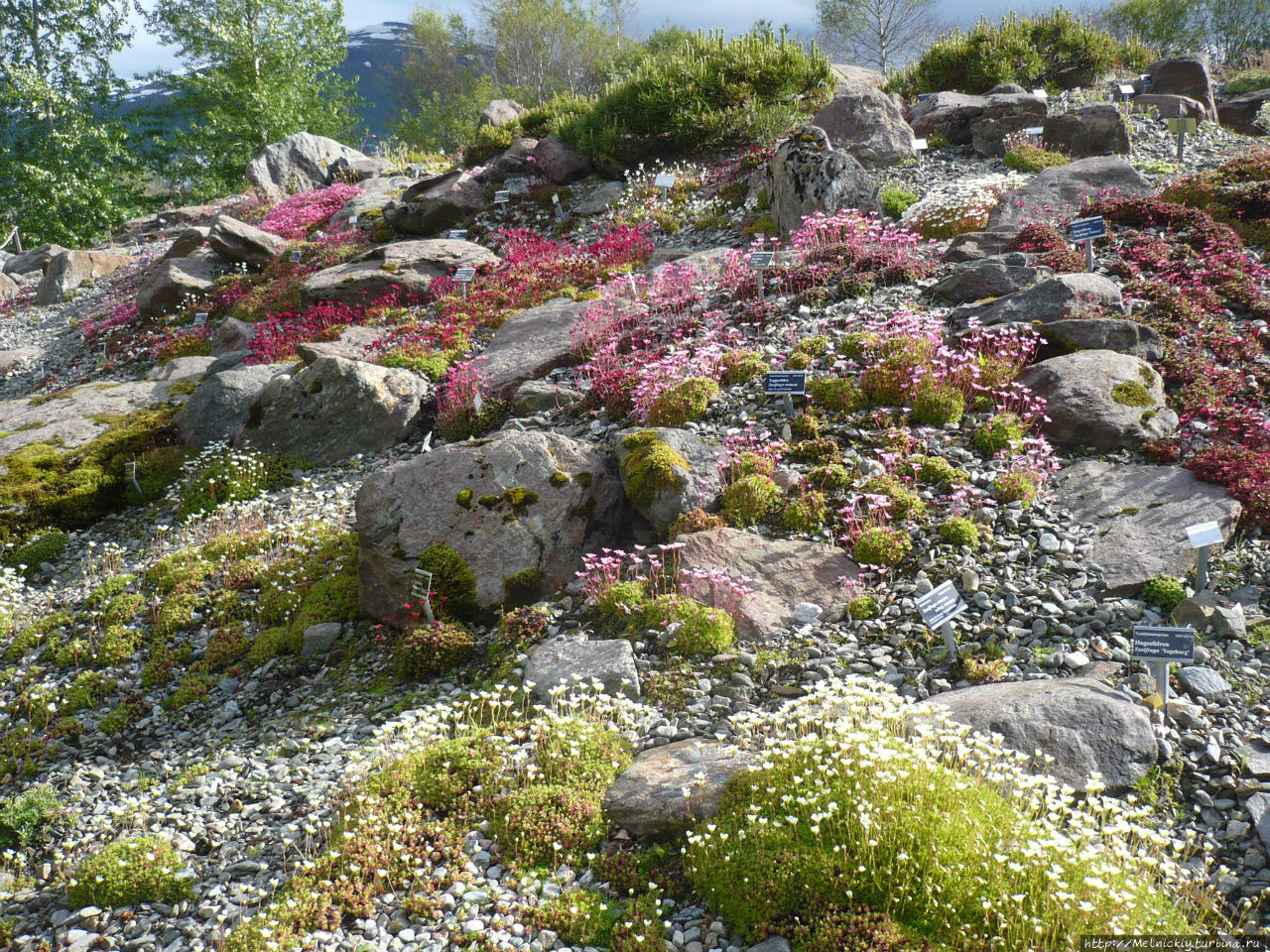 А. Полярно-альпийский ботанический сад-институт. Хибины ботанический сад. Полярно альпийский ботанический сад кировск. Ботанический сад кировск мурманская область.