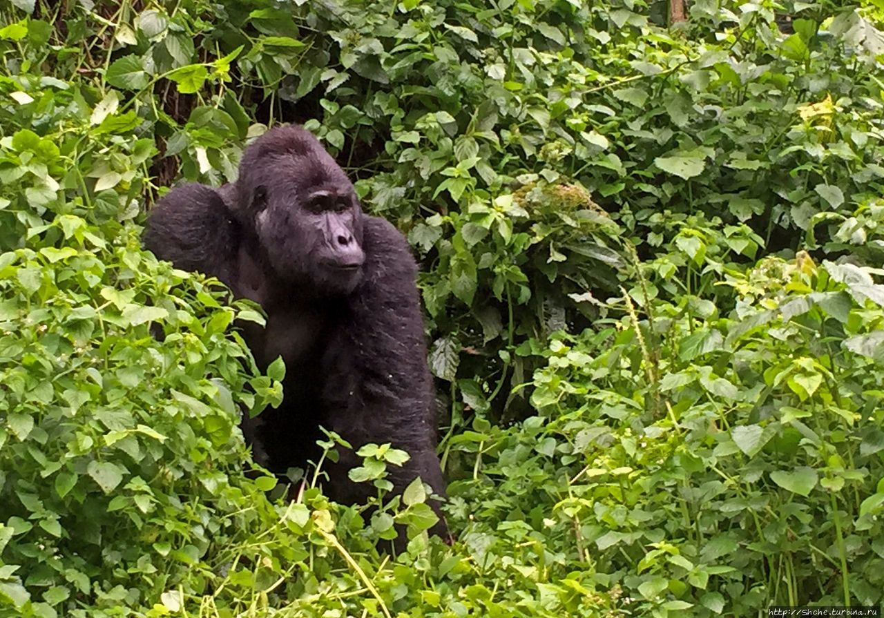 Рушада Горилла трэккинг, группа Ншоги Бвинди Национальный Парк, Уганда