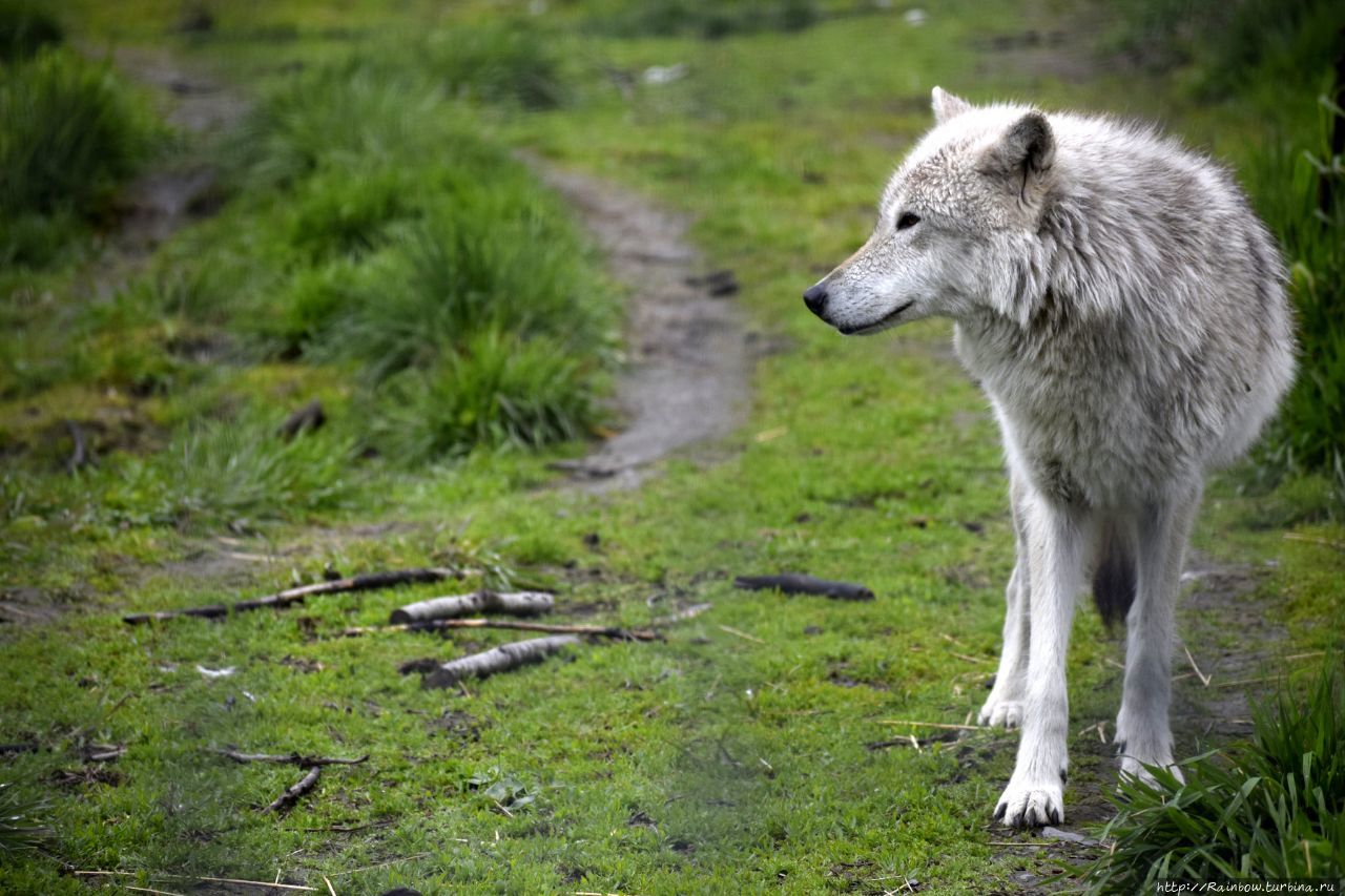 Белые волки содержание. Волк полярный тундровой. Сибирский тундровый волк. Мелвильский островной волк. Молот белого волка.