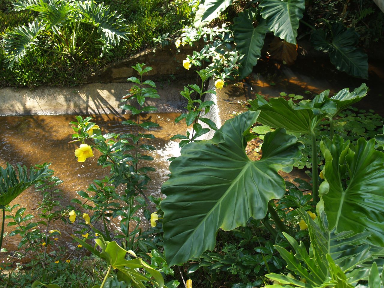 Ботанический сад Сан-Паулу Сан-Паулу, Бразилия