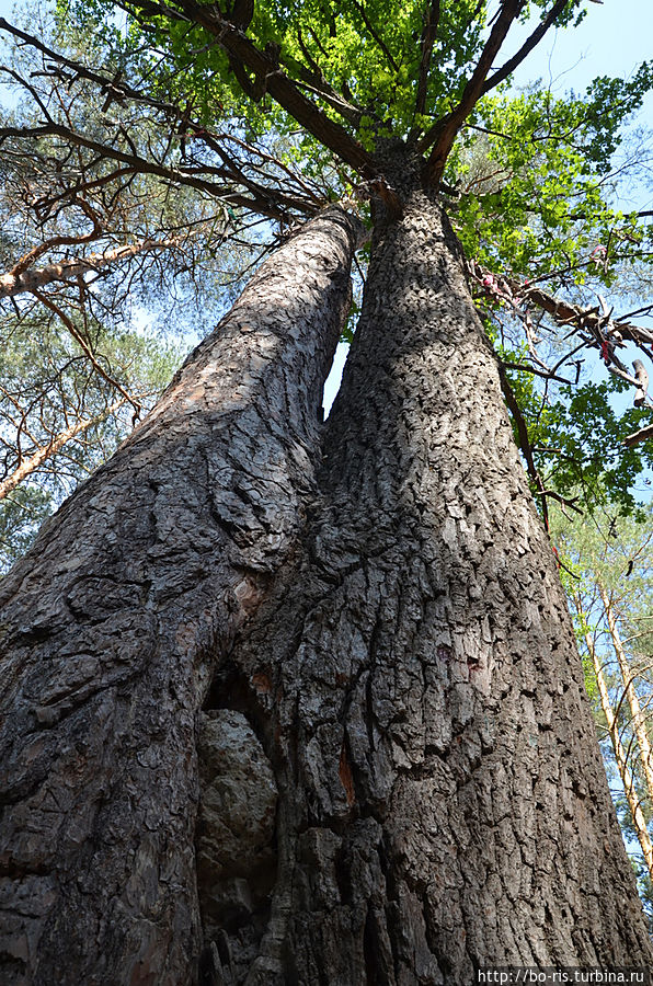Чудо-дерево Тамбовская область, Россия