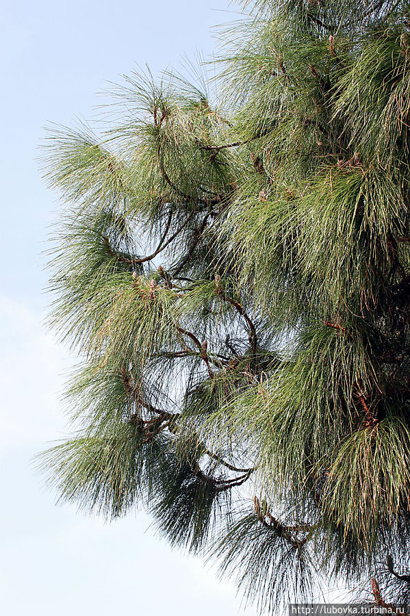 Домен: 	Эукариоты
Царство: 	Растения
Отдел: 	Хвойные
Класс: 	Хвойные (Pinopsida Burnett, 1835)
Порядок: 	Сосновые
Семейство: 	Сосновые
Род: 	Сосна
Вид: 	Сосна канарская
(Pinus canariensis) C.Sm., 1825 Остров Тенерифе, Испания