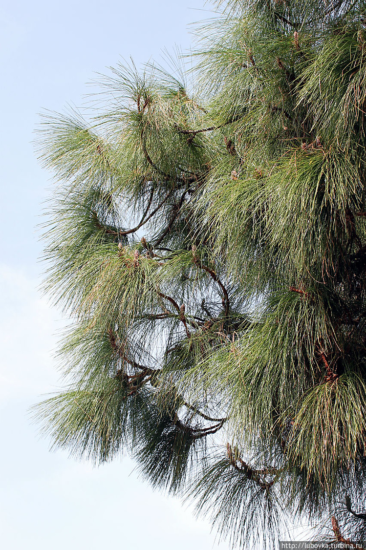 Домен: 	Эукариоты
Царств