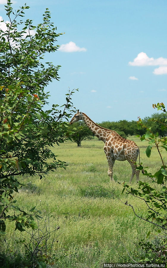 Жирафы Этоша Национальный Парк, Намибия