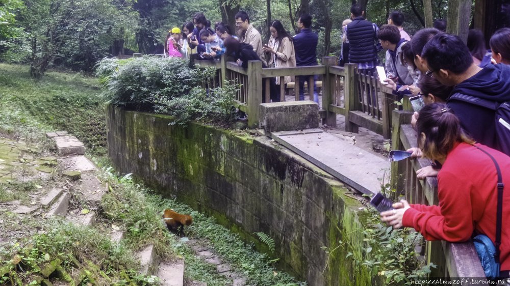 Панды в городе и китайский поезд Чэнду, Китай