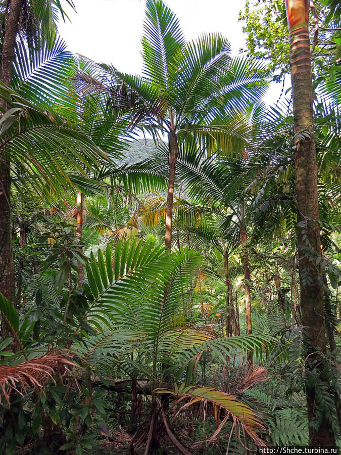 далее комментировать особо не чего,просто смотрим картинки дождевого леса Эль Юнке Национальный Лес, Пуэрто-Рико
