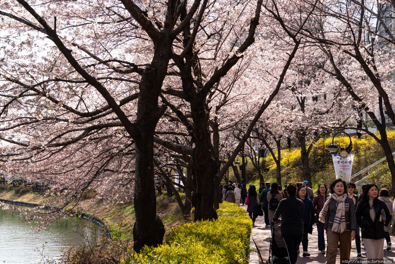 Весна в Корее, или Когда сакура цветет... Сеул, Республика Корея