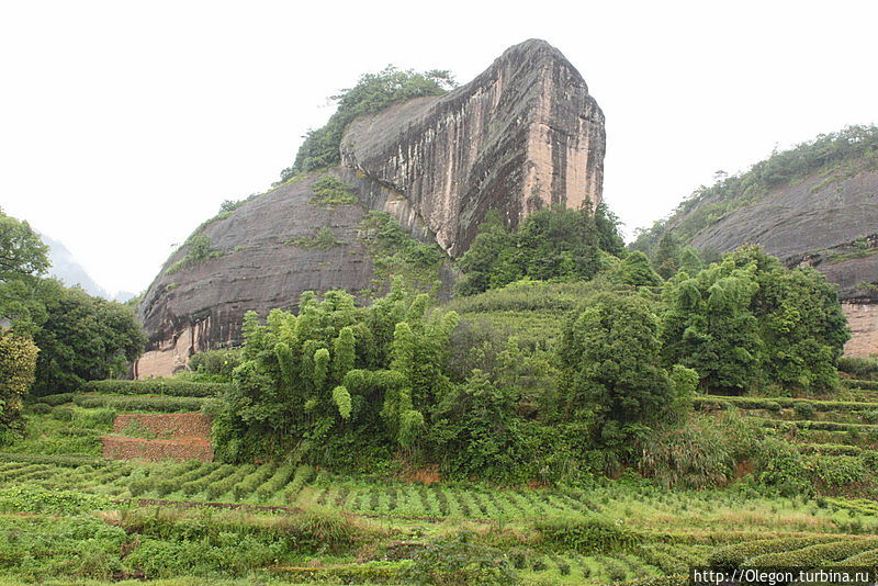 Вдоль утёсов, по полям чайным Уишань, Китай