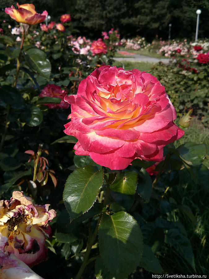 Коллекция роз — Ботанический сад Москвы Москва, Россия