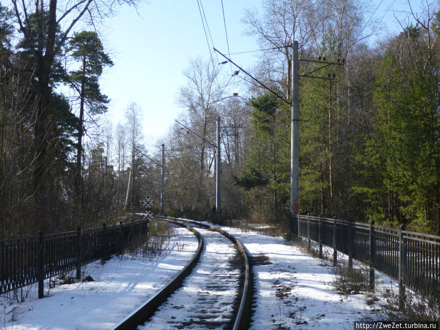 Под соснами Северной Ривьеры Сестрорецк, Россия