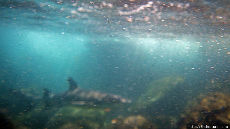 Сноклинг вокруг Pinnacle Rock (ноготь Бартоломе): акула и др Остров Бартоломе, Эквадор