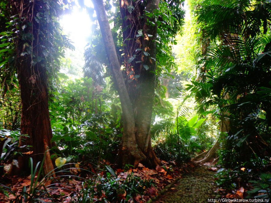 Ботанический сад в Богоре Богор, Индонезия