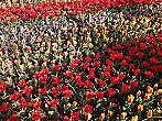 Парк был спроектирован в 1840 году ландшафтными архитекторами Зохерами, которые в своё время спроектировали разбивку Вонделпарка в Амстердаме. Впервые выставка цветов в Кёкенхофе прошла в 1949 году по инициативе бургомистра города Лиссе господина Ламбоя. Теперь Кёкенхоф ежегодно посещают более 800 тысяч туристов из разных стран.