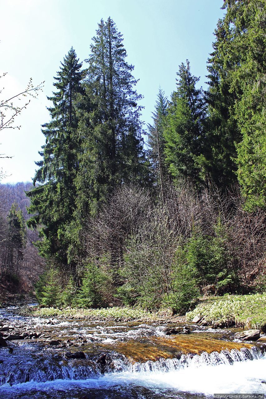 Шипот Пилипец, Украина