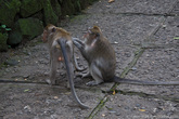 Лес Обезьян — это парк-заповедник, который находится под охраной государства. Кроме культурной, духовной и экономической ценности, он является еще и важным местом выполнения научно-исследовательских и природоохранных программ.

В парке проживает около 600 особей балийской длиннохвостой обезьяны или макаки-крабоеда.