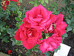 Это знаменитая роза Эгесков
