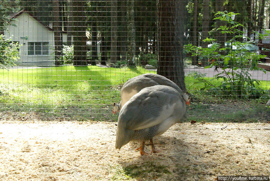 Поймайте мне кролика Нижегородская область, Россия