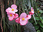 Begonia odorata. В оранжерее орхидей и бегоний.