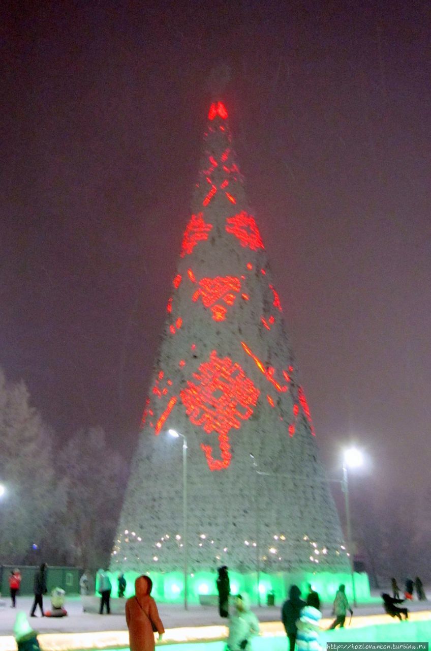 Самая высокая ёлка России — 55 метров. Красноярск, Россия