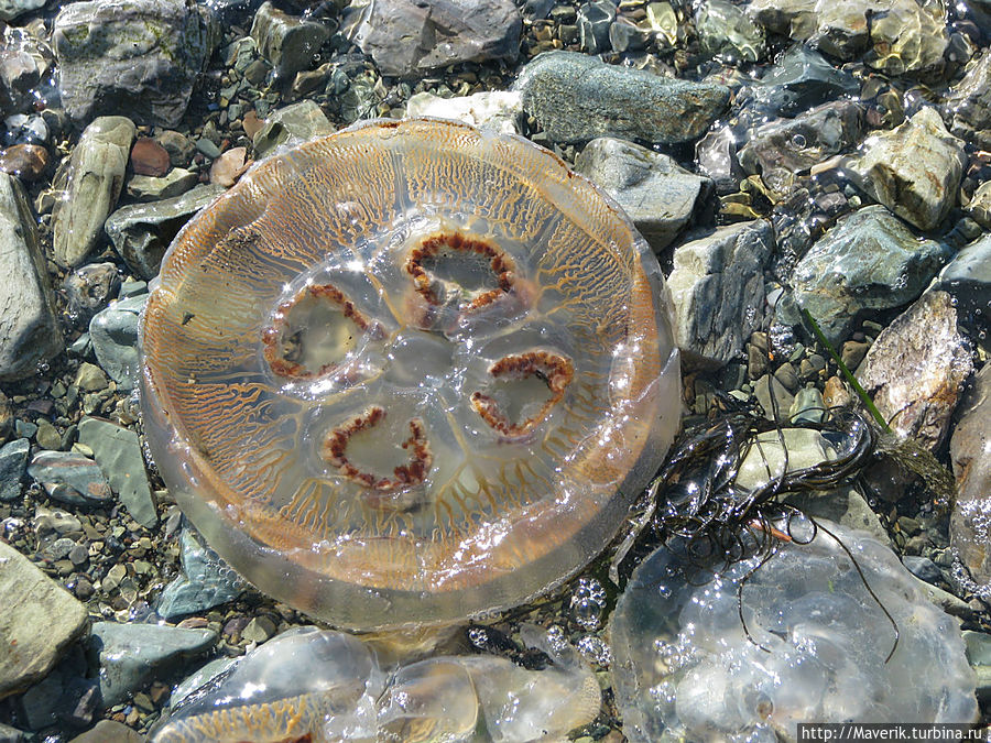 Тихоокеанская медуза. Камчатский край, Россия