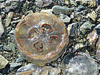 Тихоокеанская медуза.