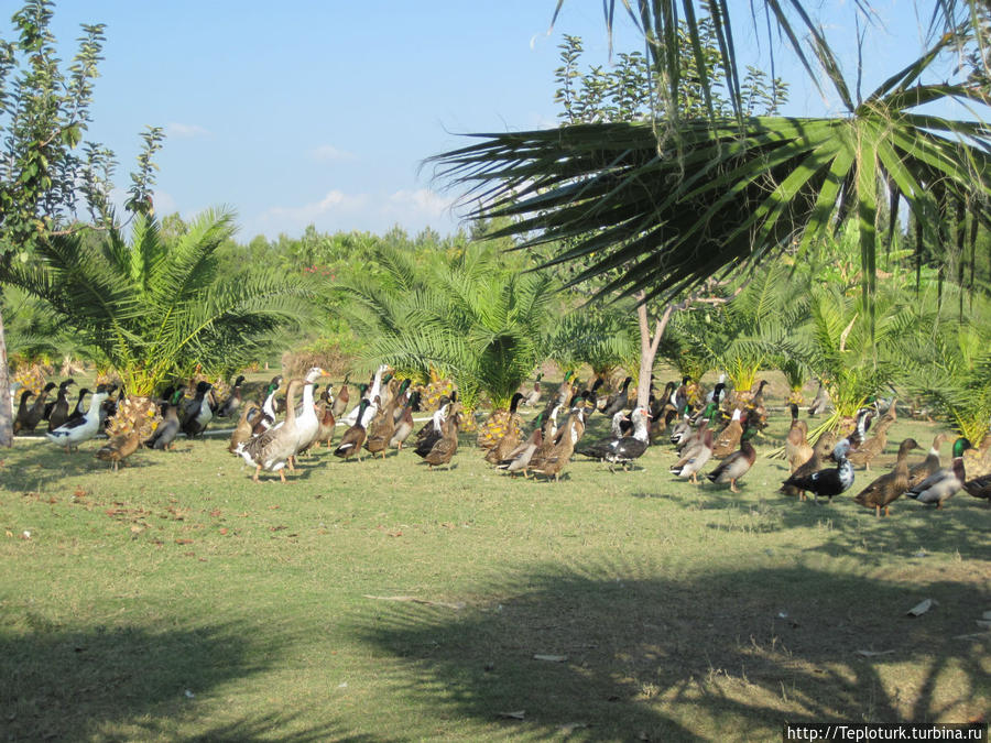 Гуси и утки свободно гуляют по зеленым лужайкам парка. Турция