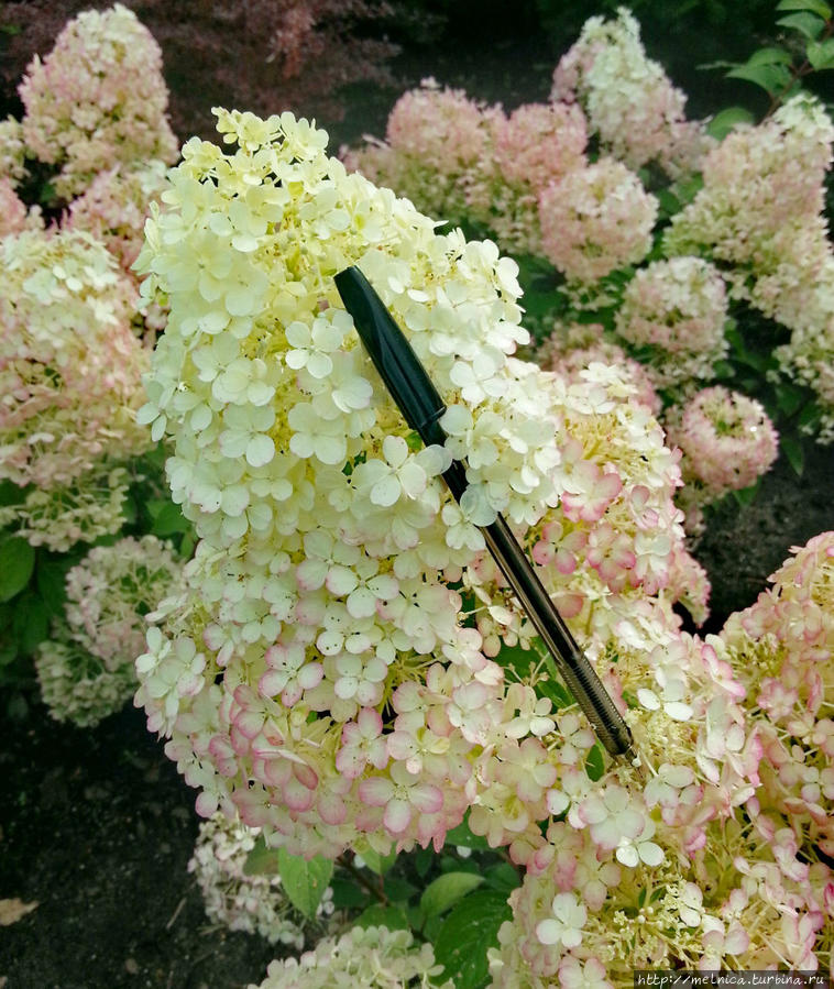 Несмотря на малый рост сорта гортензии БОБО (0,6-0,8 м) цветки ее по размеру вполне способны конкурировать с более высокорослыми сортами Рига, Латвия