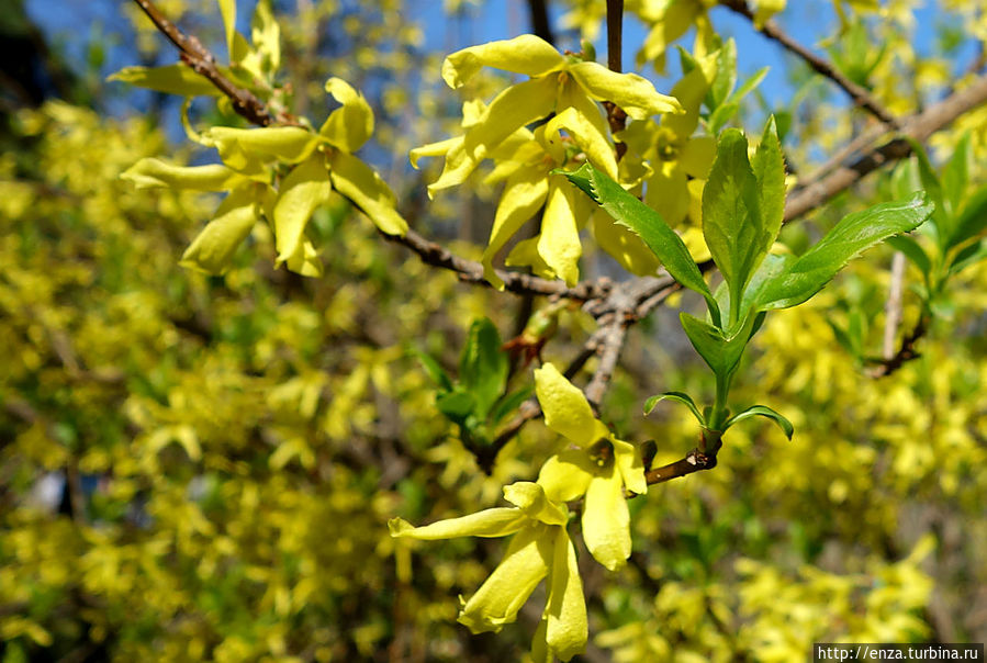 Весна в деревне Сремски-Карловци, Сербия