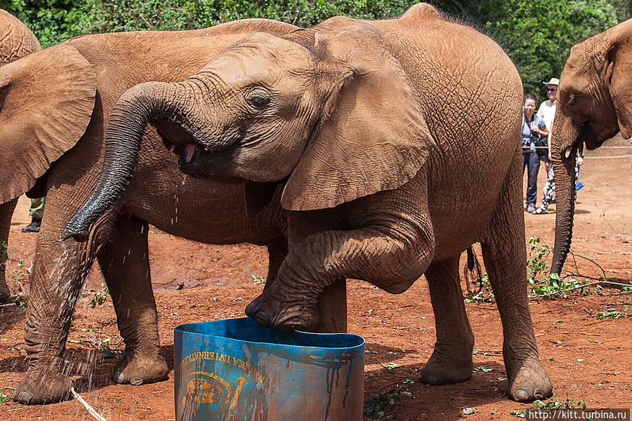 Слоновий приют Найроби, Кения