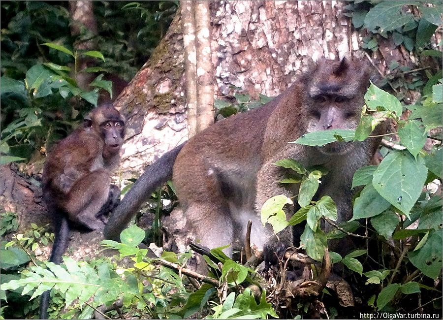 По-моему, его вожак стаи немного побаивался...