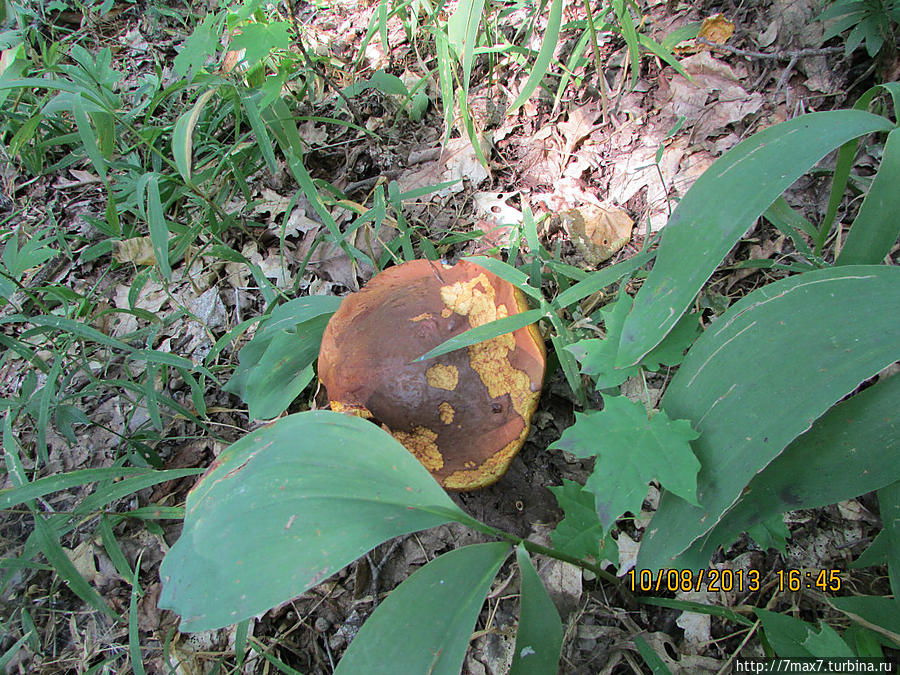 Немного погуляем по лесу Саратов, Россия