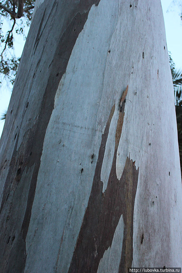 Представлена разная фактура деревьев.
Эвкалипт, который сбрасывает свою кору. Санта-Крус-де-Тенерифе, остров Тенерифе, Испания