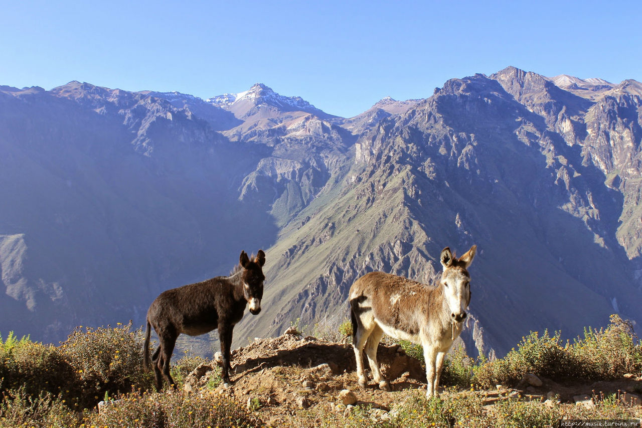 Трехдневный поход в каньон Колка (Colca). День первый Чивай, Перу