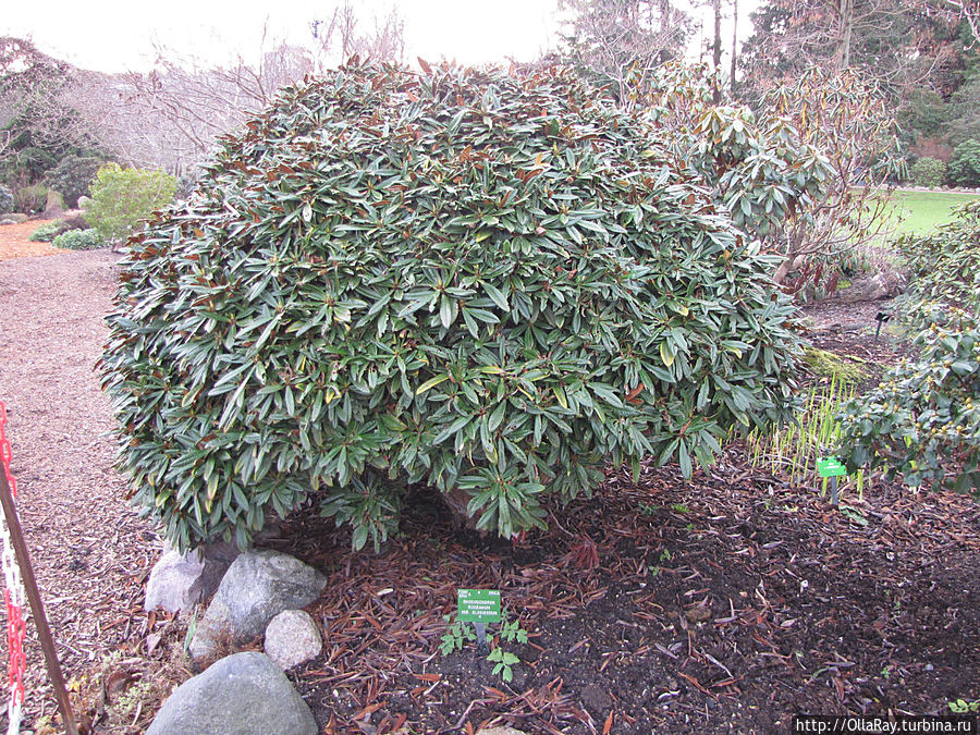 Сад рододендронов.