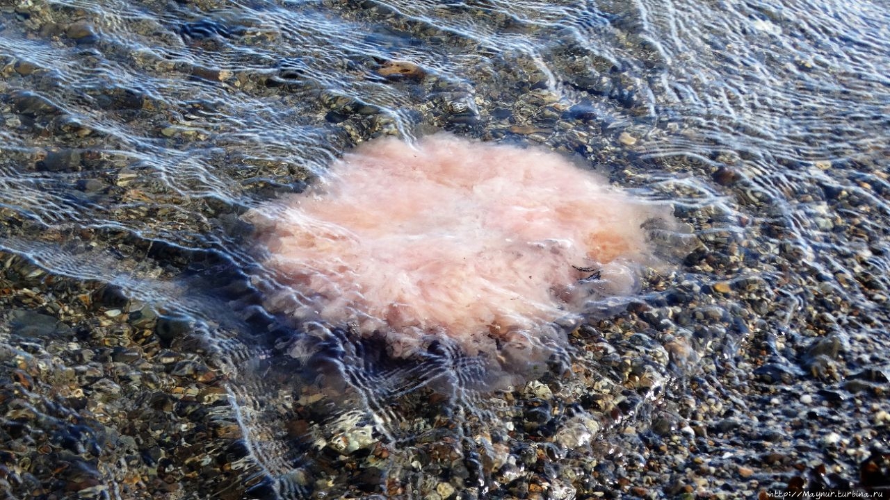 Селедка  нерпам, нам  медузы Охотское, Россия