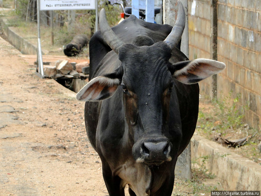 Встретить корову на улице не такая уж и редкость Тринкомали, Шри-Ланка