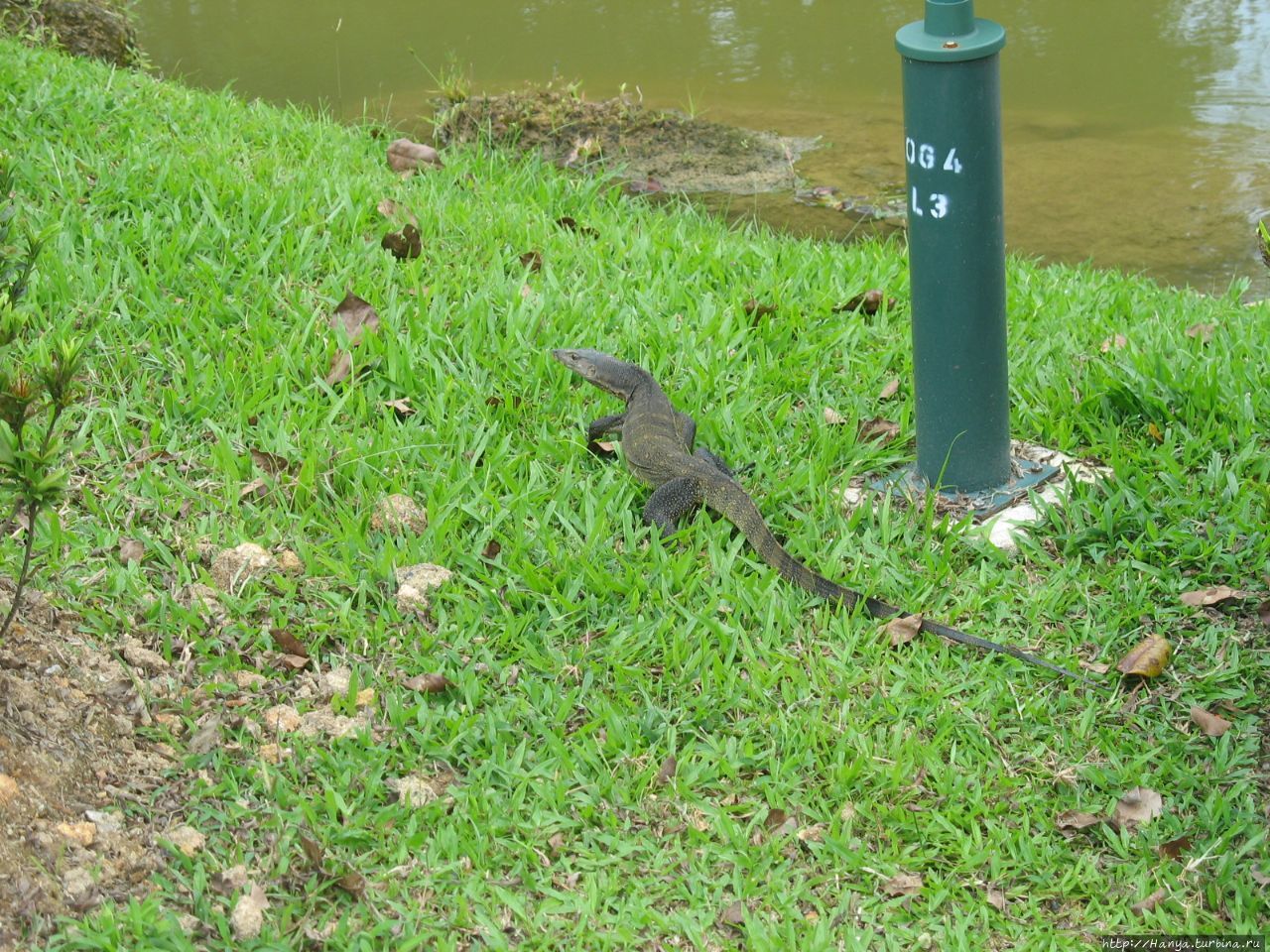 Японский садик в Сингапуре