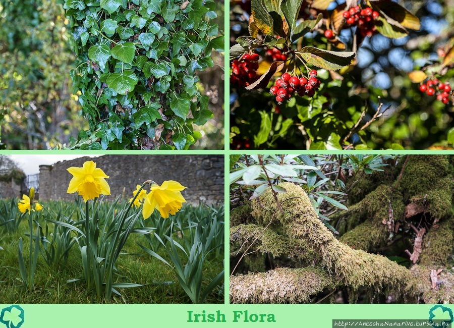Ирландская флора.