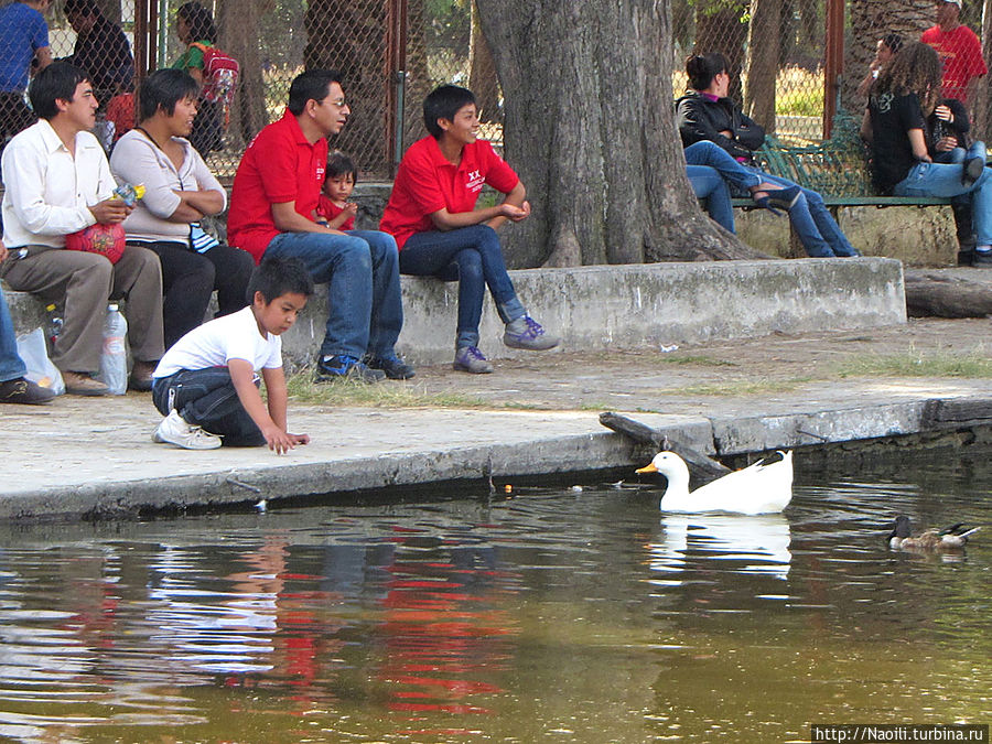 Есть так же белые более крупные утки Мехико, Мексика