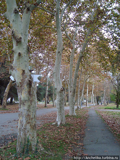 Аллея в Пицунде.