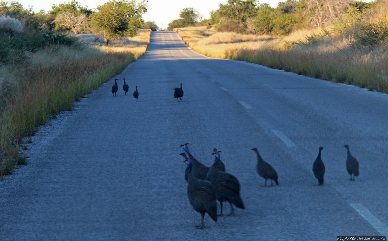 Въезд Намутони Этоша Национальный Парк, Намибия