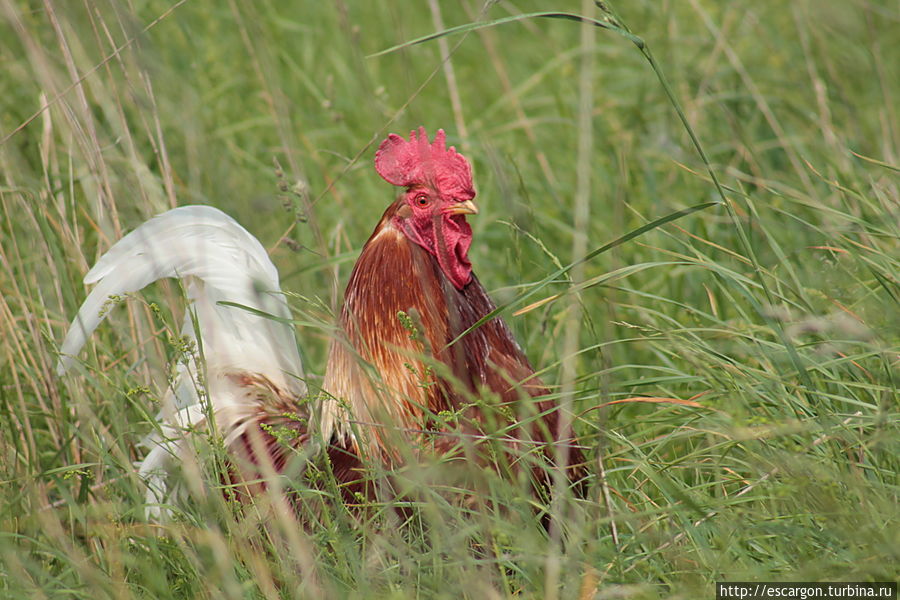 ...но меня ожидал некто совсем не похожий на обычных воробьев и скворцов..