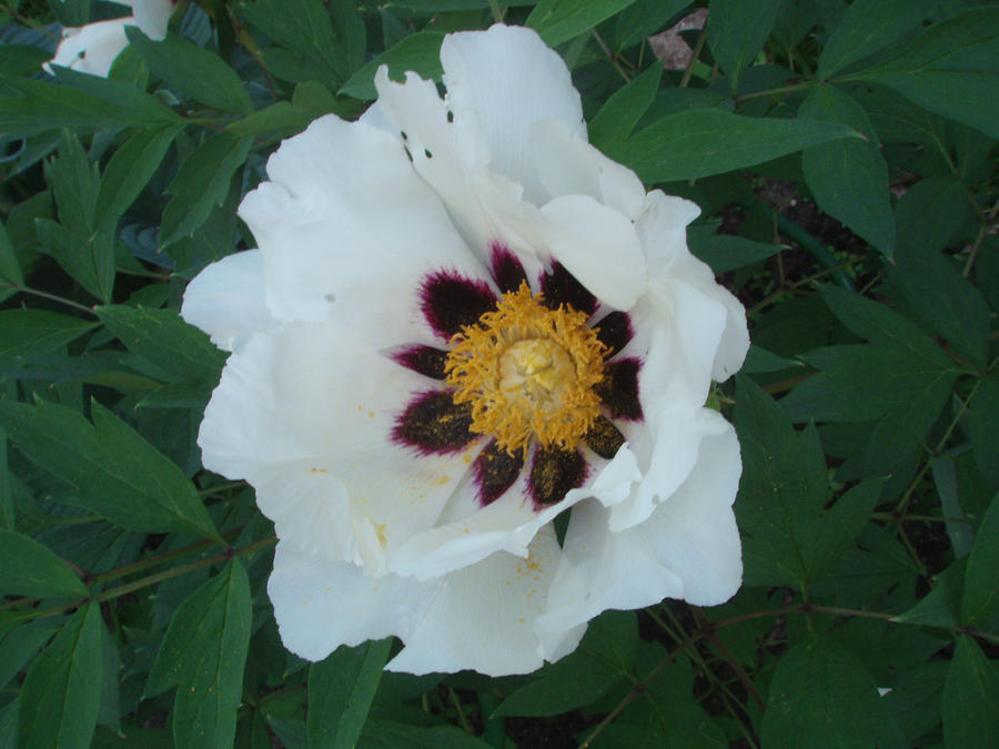 Ода пионам Москва и Московская область, Россия