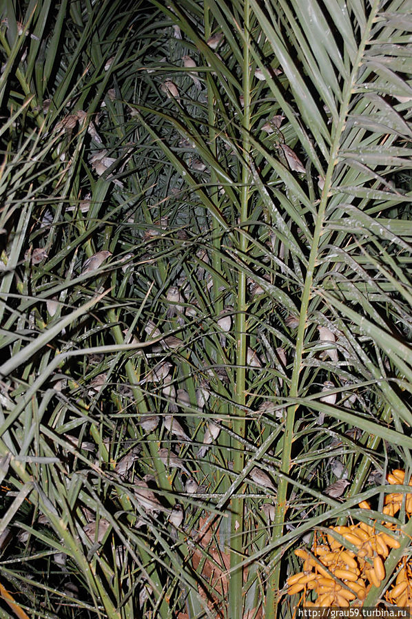 Отдых у Суэцкого канала Провинция Суэц, Египет