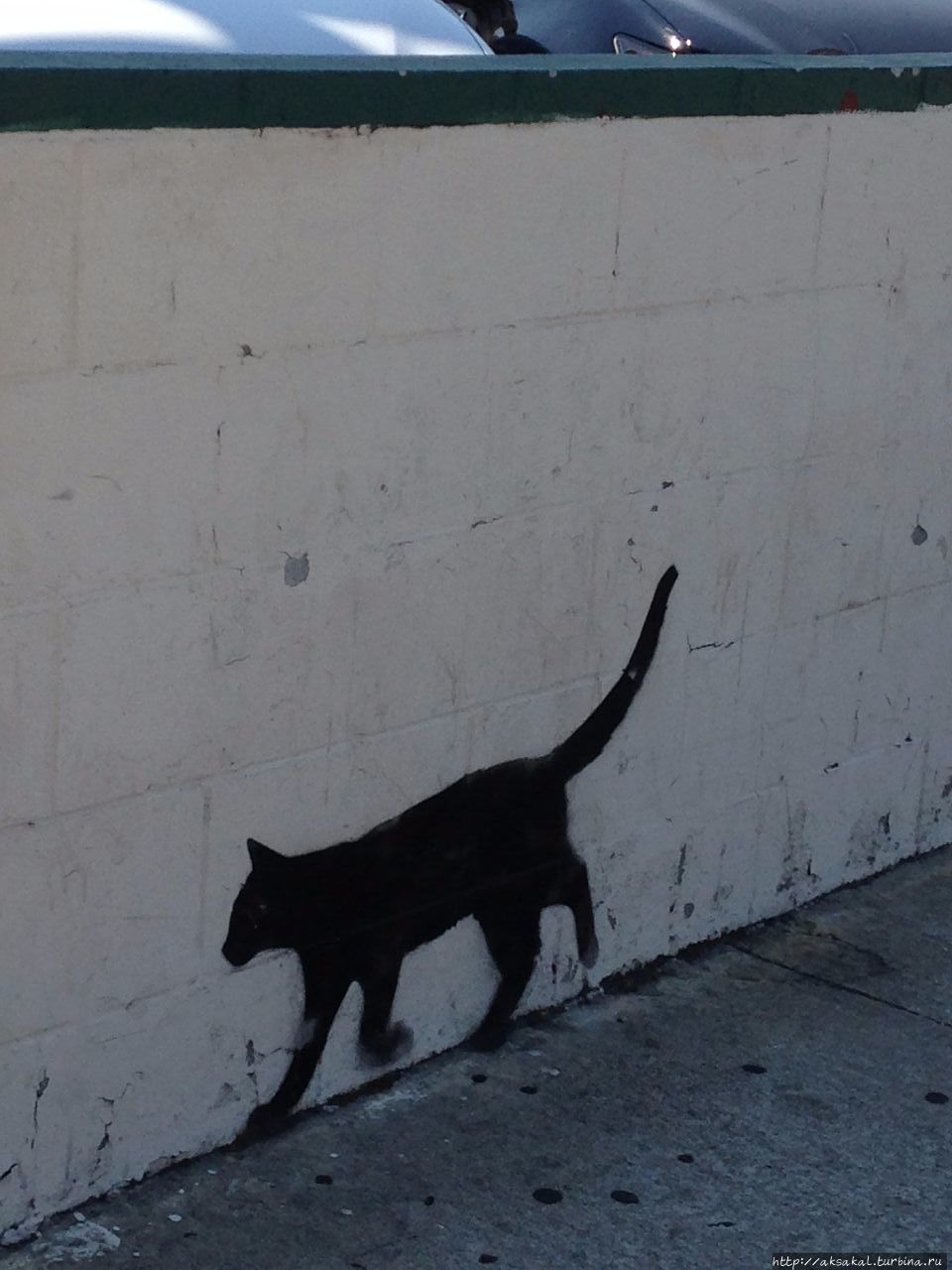 Кошка сама по себе. Лос-Анжелес, CША