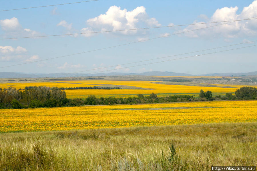 Все время передвижения на автомобиле хотелось останавливаться и наслаждаться желтым цветом полей Восточно-Казахстанская область, Казахстан