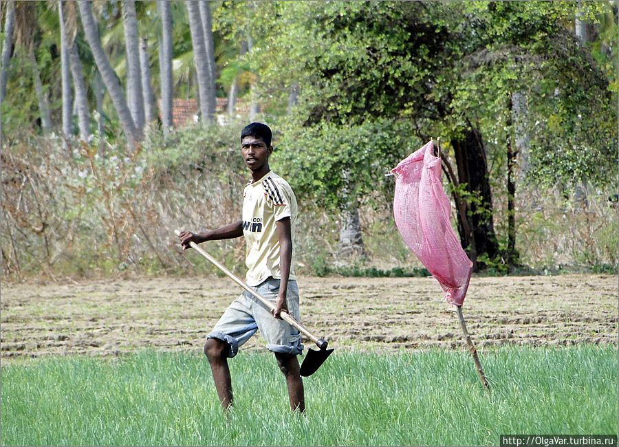Работник сельского труда. Тоже всё делается вручную... Впрочем, это мне знакомо, я в своем саду тоже вручную копаюсь с такой же тяпкой... Тринкомали, Шри-Ланка
