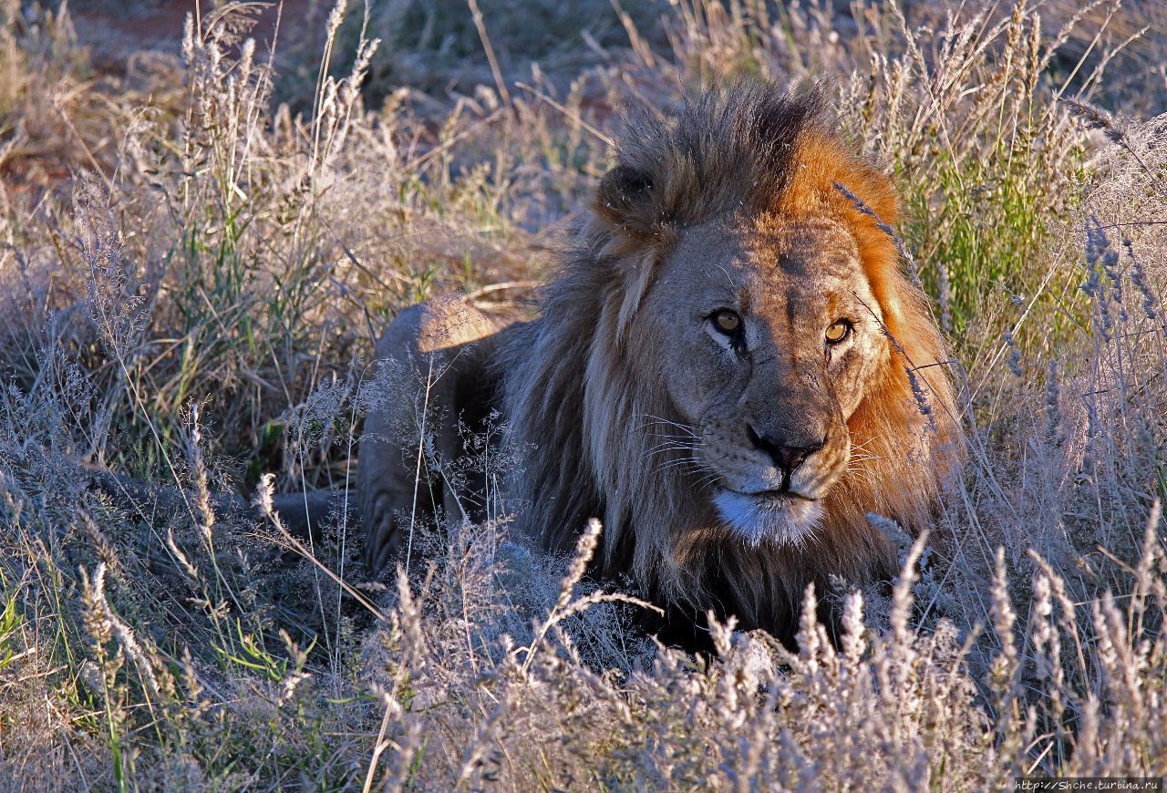 Старый лев борозды не испортит Эринди-Прайвет-Гейм заповедник, Намибия