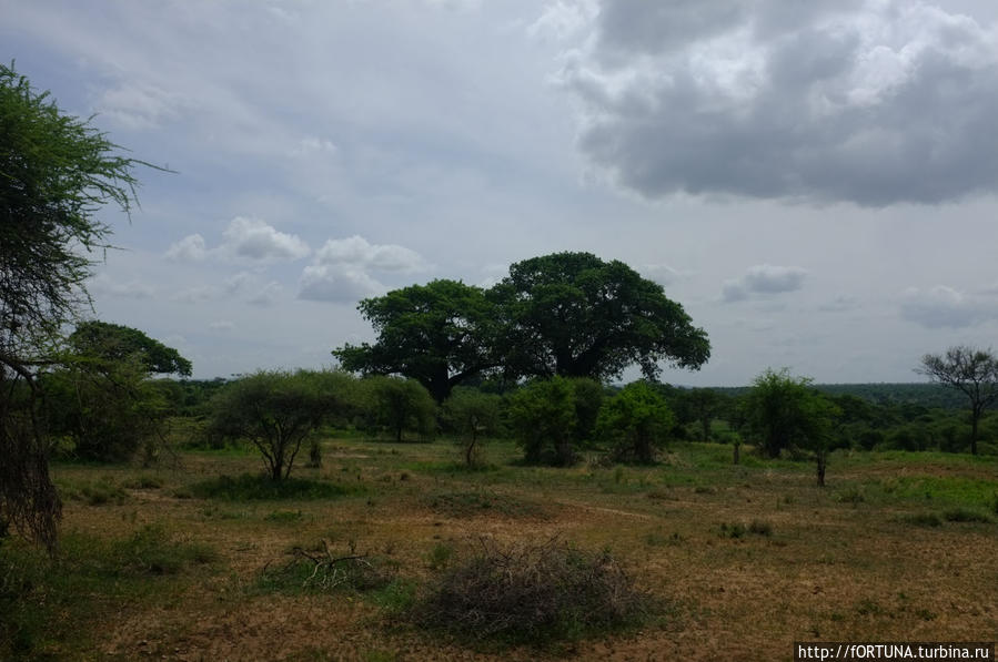 Elewana Tarangire Treetops