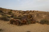 Пустыня Негев. Махтеш Гадоль. Окаменевшие деревья